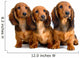 Three Longhair Dachshund Puppies Wall Decal