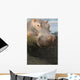Closeup Portrait Stuffed Hippopotamus Wall Decal