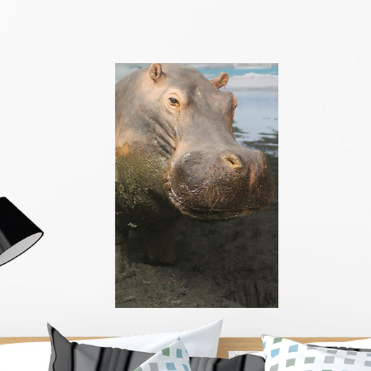 Closeup Portrait Stuffed Hippopotamus Wall Decal