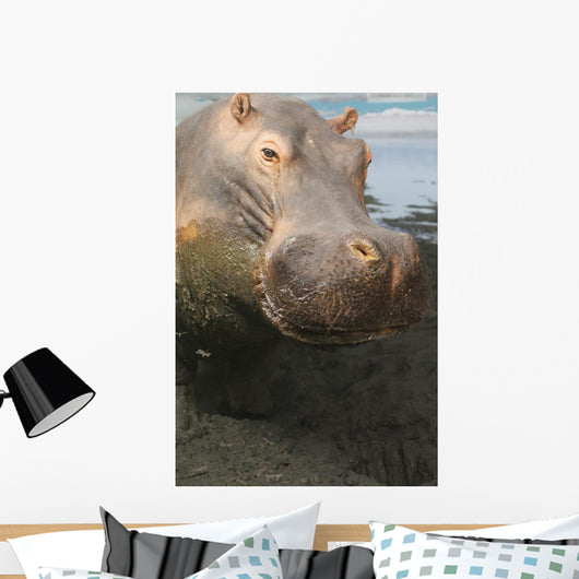 Closeup Portrait Stuffed Hippopotamus Wall Decal