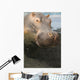Closeup Portrait Stuffed Hippopotamus Wall Decal