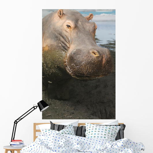 Closeup Portrait Stuffed Hippopotamus Wall Decal