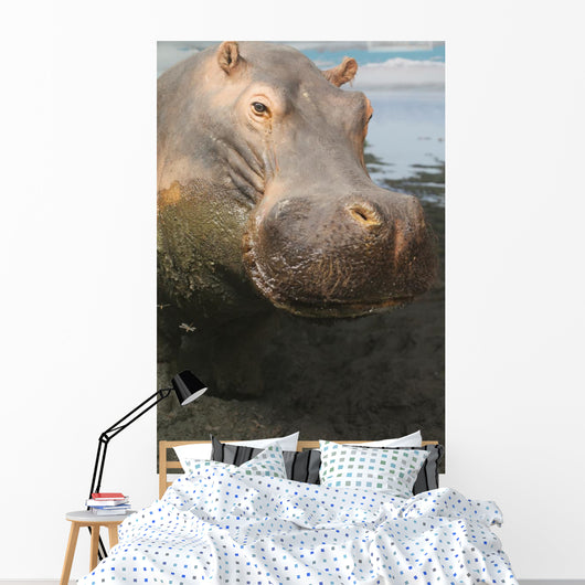 Closeup Portrait Stuffed Hippopotamus Wall Decal