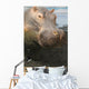 Closeup Portrait Stuffed Hippopotamus Wall Decal