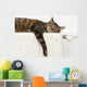 A tiger (tabby) cat relaxing on a warm radiator Wall Decal