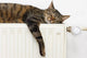 A tiger (tabby) cat relaxing on a warm radiator Wall Decal