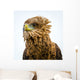 Eagle Looking for Its Wall Decal