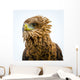 Eagle Looking for Its Wall Decal