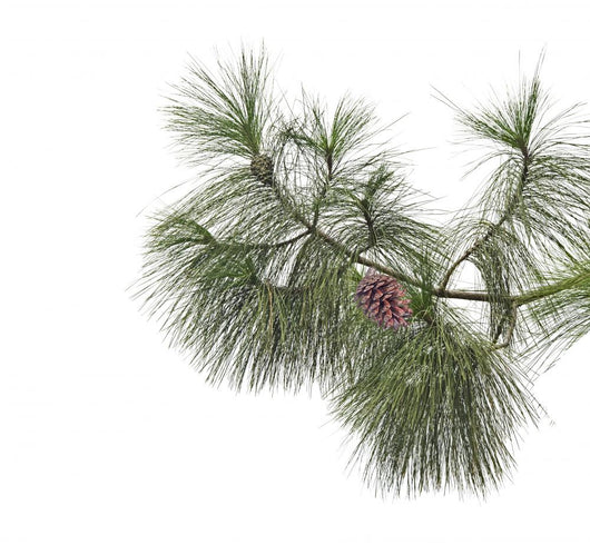 Pine branch with cones isolated on white background Wall Decal