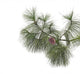 Pine branch with cones isolated on white background Wall Decal