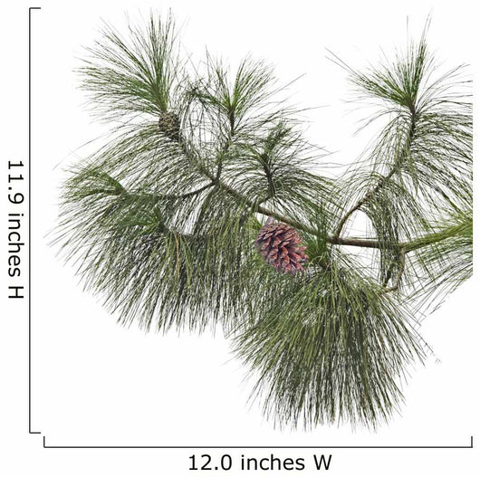 Pine branch with cones isolated on white background Wall Decal