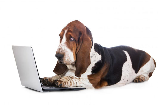 basset hound dog working on a computer Wall Decal