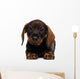 Dachshund puppy Wall Decal