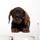 Dachshund puppy Wall Decal