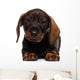 Dachshund puppy Wall Decal