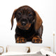 Dachshund puppy Wall Decal