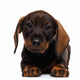 Dachshund puppy Wall Decal