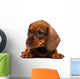 Dachshund puppy Wall Decal