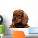 Dachshund puppy Wall Decal