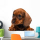 Dachshund puppy Wall Decal