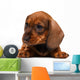 Dachshund puppy Wall Decal