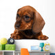 Dachshund puppy Wall Decal