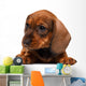 Dachshund puppy Wall Decal