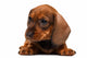 Dachshund puppy Wall Decal