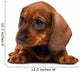 Dachshund puppy Wall Decal