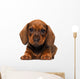 Dachshund puppy Wall Decal