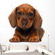Dachshund puppy Wall Decal