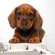 Dachshund puppy Wall Decal