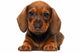 Dachshund puppy Wall Decal