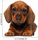Dachshund puppy Wall Decal