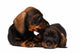 Dachshund puppies Wall Decal
