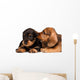 Dachshund puppies Wall Decal