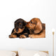 Dachshund puppies Wall Decal