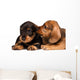 Dachshund puppies Wall Decal