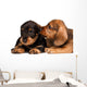 Dachshund puppies Wall Decal
