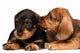 Dachshund puppies Wall Decal