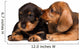 Dachshund puppies Wall Decal