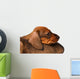 Dachshund puppies Wall Decal