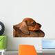 Dachshund puppies Wall Decal