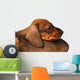 Dachshund puppies Wall Decal