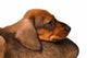 Dachshund puppies Wall Decal