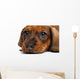 close-up Dachshund puppy Wall Decal