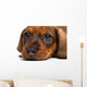 close-up Dachshund puppy Wall Decal