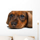 close-up Dachshund puppy Wall Decal