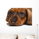 close-up Dachshund puppy Wall Decal