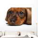 close-up Dachshund puppy Wall Decal
